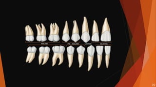 MOLARES PRÉ - MOLARES CANINOS INCISIVOS
22
 