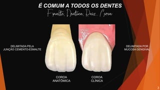 É COMUM A TODOS OS DENTES
COROA
ANATÔMICA
COROA
CLÍNICA
DELIMITADA POR
MUCOSA GENGIVAL
DELIMITADA PELA
JUNÇÃO CEMENTO-ESMALTE
3
 