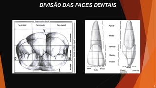 DIVISÃO DAS FACES DENTAIS
6
 