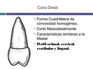Odontologia: Anatomía dental Premolares Superiores | PPT