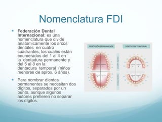 Fdi Temporal Anatomía Dental y los instrumentos dentales | PPTX