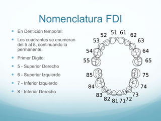 Fdi Temporal Anatomía Dental y los instrumentos dentales | PPTX