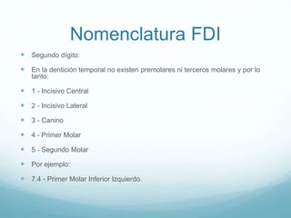 Fdi Temporal Anatomía Dental y los instrumentos dentales | PPTX