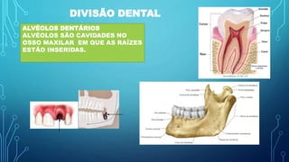 DIVISÃO DENTAL
ALVÉOLOS DENTÁRIOS
ALVÉOLOS SÃO CAVIDADES NO
OSSO MAXILAR EM QUE AS RAÍZES
ESTÃO INSERIDAS.
 
