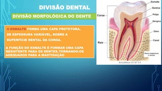 DIVISÃO DENTAL
DIVISÃO MORFOLÓGICA DO DENTE
O ESMALTE FORMA UMA CAPA PROTETORA,
DE ESPESSURA VARIÁVEL, SOBRE A
SUPERFÍCIE DENTAL DA COROA.
A FUNÇÃO DO ESMALTE É FORMAR UMA CAPA
RESISTENTE PARA OS DENTES,TORNANDO-OS
ADEQUADOS PARA A MASTIGAÇÃO
 