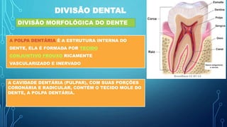 DIVISÃO DENTAL
DIVISÃO MORFOLÓGICA DO DENTE
A POLPA DENTÁRIA É A ESTRUTURA INTERNA DO
DENTE, ELA É FORMADA POR TECIDO
CONJUNTIVO FROUXO RICAMENTE
VASCULARIZADO E INERVADO
A CAVIDADE DENTÁRIA (PULPAR), COM SUAS PORÇÕES
CORONÁRIA E RADICULAR, CONTÉM O TECIDO MOLE DO
DENTE, A POLPA DENTÁRIA.
 