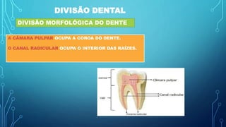 DIVISÃO DENTAL
DIVISÃO MORFOLÓGICA DO DENTE
A CÂMARA PULPAR OCUPA A COROA DO DENTE.
O CANAL RADICULAR OCUPA O INTERIOR DAS RAÍZES.
 