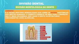 DIVISÃO DENTAL
DIVISÃO MORFOLÓGICA DO DENTE
CEMENTO
É O TECIDO DENTÁRIO MINERALIZADO QUE COBRE AS RAÍZES ANATÔMICAS
DOS DENTES HUMANOS. O CEMENTO FORNECE UM MEIO PARA A INSERÇÃO
DAS FI- BRAS COLÁGENAS, QUE LIGAM O DENTE ÀS ESTRUTURAS
CIRCUNDANTES (OSSO ALVEOLAR).
 