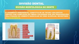 DIVISÃO DENTAL
DIVISÃO MORFOLÓGICA DO DENTE
LIGAMENTO PERIODONTAL
O LIGAMENTO PERIODONTAL CONSTITUI-SE DE TECIDO CONJUNTIVO
FROUXO COM COMPLEXOS DE FIBRAS COLÁGENAS QUE SÃO RESPONSÁVEIS
PELA FIXAÇÃO DO CEMENTO RADICULAR AO OSSO ALVEOLAR, REVESTINDO
A RAIZ DO DENTE.
 
