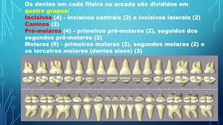 Os dentes em cada fileira ou arcada são divididos em
quatro grupos:
Incisivos (4) - incisivos centrais (2) e incisivos laterais (2)
Caninos (2)
Pré-molares (4) - primeiros pré-molares (2), seguidos dos
segundos pré-molares (2)
Molares (6) - primeiros molares (2), segundos molares (2) e
os terceiros molares (dentes sisos) (2)
 