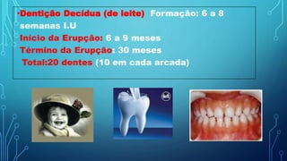 •Dentição Decídua (de leite) Formação: 6 a 8
semanas I.U
Início da Erupção: 6 a 9 meses
Término da Erupção: 30 meses
Total:20 dentes (10 em cada arcada)
 