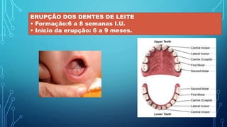 ERUPÇÃO DOS DENTES DE LEITE
• Formação:6 a 8 semanas I.U.
• Início da erupção: 6 a 9 meses.
 