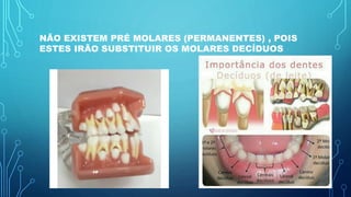 NÃO EXISTEM PRÉ MOLARES (PERMANENTES) , POIS
ESTES IRÃO SUBSTITUIR OS MOLARES DECÍDUOS
 