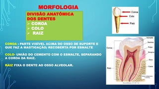 MORFOLOGIA
DIVISÃO ANATÔMICA
DOS DENTES
 COROA
 COLO
 RAIZ
COROA : PARTE VISÍVEL ACIMA DO OSSO DE SUPORTE E
QUE FAZ A MASTIGAÇÃO; RECOBERTA POR ESMALTE
COLO- UNIÃO DO CEMENTO COM O ESMALTE, SEPARANDO
A COROA DA RAIZ.
RAIZ FIXA O DENTE AO OSSO ALVEOLAR.
 