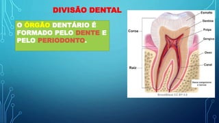 DIVISÃO DENTAL
O ÓRGÃO DENTÁRIO É
FORMADO PELO DENTE E
PELO PERIODONTO.
 