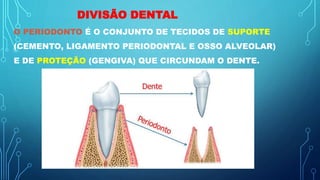 DIVISÃO DENTAL
O PERIODONTO É O CONJUNTO DE TECIDOS DE SUPORTE
(CEMENTO, LIGAMENTO PERIODONTAL E OSSO ALVEOLAR)
E DE PROTEÇÃO (GENGIVA) QUE CIRCUNDAM O DENTE.
 