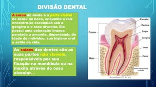 DIVISÃO DENTAL
A coroa do dente é a parte visível
do dente na boca, enquanto a raiz
encontra-se escondida sob a
gengiva e o osso alveolar. Ela
possui uma coloração branca
perolada a amarela, dependendo da
idade do indivíduo, sua higiene oral
e estilo de vida.
As raízes dos dentes são as
suas partes não visíveis,
responsáveis por sua
fixação na mandíbula ou na
maxila através do osso
alveolar. .
 
