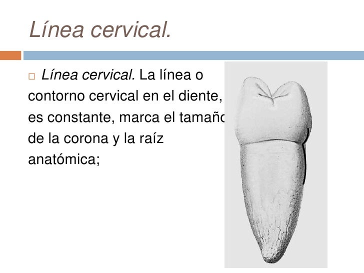 Resultado de imagen para topografia de la corona dental cara cervical