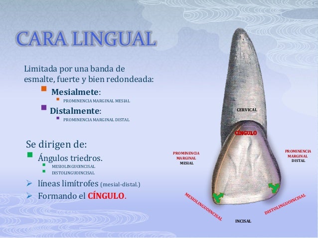 Anatomía dental