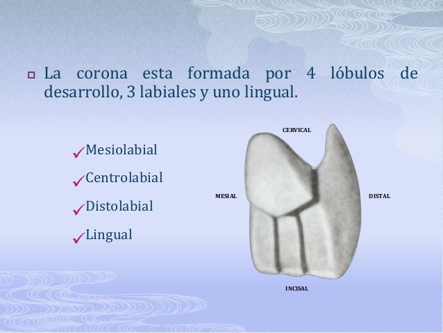 Anatomía dental