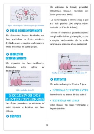 11
SUCOS DE DESENVOLVIMENTO
São depressões lineares localizadas nas
faces vestibulares de dentes anteriores,
dividindo-as em segmentos sendo variáveis
e mais frequentes em dentes jovens.
LÓBULOS DE
DESENVOLVIMENTO
São segmentos das faces vestibulares,
delimitados pelos sulcos de
desenvolvimento
Visão vestibular, dente 21
EXCLUSIVOS DOS
DENTES POSTERIORES
Nos dentes posteriores, as estruturas de
maior interesse se localizam nas faces
oclusais.
CÚSPIDES
São estruturas de formato piramidal,
consideradas unidades funcionais dos
dentes posteriores. Onde:
- A cúspide recebe o nome da face a qual
está mais próxima (Ex: cúspide mésio-
vestibular do 1º molar inferior);
- Podemser comparadas geometricamente a
uma pirâmide de base quadrangular, exceto
a cúspide mésio-palatina do 1o molar
superior, que apresenta a base pentagonal.
Detalhe da forma geométrica da cúspide, dente 37
VERTENTES
São as faces da cúspide. Existem 2 tipos:
 INTERNAS OU TRITURANTES
Estão situadas no interior da face oclusal
 EXTERNAS OU LISAS
Estão situadas nas faces vestibulares e
linguais/palatinas.
Cíngulo, fossa lingual e forame cego respectivamente
 