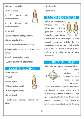 14
- Formato trapezoidal;
- Linha cervical;
- 2 sulcos de
desenvolvimento;
- 3 lóbulos de
desenvolvimento;
- 3 mamelões;
- Bossa vestibular no terço cervical;
- Borda mesial retilínea;
- Borda distal convexa/arredondada;
- Borda incisal retilínea, inclinada para
distal;
- Ângulo mesio-incisal agudo;
- Ângulo disto-incisal arredondado.
FACE PALATINA:
- Linha cervical;
- Cíngulo;
- Bossa lingual;
- Crista marginal mesial;
- Crista marginal distal;
- Fossa lingual;
- Borda incisal retilínea, inclinada para
distal;
- Borda mesial;
- Borda distal.
FACES PROXIMAIS:
Ambas possuem forma de
triângulo, sendo a base
voltada para a cervical, e o
ápice para a incisal. A
dimensão cérvico-incisal
é maior que a vestíbulo-lingual. A base
cervical corresponde à linha do colo
anatômico a apresenta concavidade voltada
para a raiz. A mesial é maior e mais
retilínea, e a distal menor e mais
arredondada.
BORDA INCISAL:
A bordaincisal é a parte cortante dos dentes.
Nos dentes
anteriores, é
chamada de borda
incisal, já nos
posteriores,
oclusal, pois ocorre a formação de cúspides
que formam a mesa oclusal que é
responsável por triturar os alimentos. Logo
após aerupção, a borda incisal dos incisivos
centrais apresenta três saliências
arredondadas (mamelões). Com o desgaste,
 