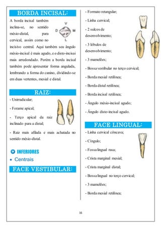 16
BORDA INCISAL:
A borda incisal também
inclina-se, no sentido
mésio-distal, para
cervical, assim como no
incisivo central. Aqui também seu ângulo
mésio-incisal é mais agudo, e o disto-incisai
mais arredondado. Porém a borda incisal
também pode apresentar forma angulada,
lembrando a forma do canino, dividindo-se
em duas vertentes, mesial e distal.
RAIZ:
- Unirradicular;
- Forame apical;
- Terço apical da raiz
inclinado para a distal;
- Raiz mais afilada e mais achatada no
sentido mésio-distal.
INFERIORES
 Centrais
FACE VESTIBULAR:
- Formato retangular;
- Linha cervical;
- 2 sulcos de
desenvolvimento;
- 3 lóbulos de
desenvolvimento;
- 3 mamelões;
- Bossavestibular no terço cervical;
- Borda mesial retilínea;
- Borda distal retilínea;
- Borda incisal retilínea;
- Ângulo mésio-incisal agudo;
- Ângulo disto-incisal agudo.
FACE LINGUAL:
- Linha cervical côncava;
- Cíngulo;
- Fossalingual rasa;
- Crista marginal mesial;
- Crista marginal distal;
- Bossalingual no terço cervical;
- 3 mamelões;
- Borda mesial retilínea;
 