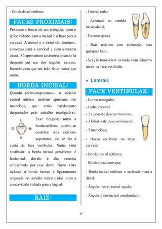 17
- Borda distal retilínea.
FACES PROXIMAIS:
Possuem a forma de um triângulo, com o
ápice voltado para a incisal e a base para a
cervical. A mesial e a distal são similares,
convexas para a cervical e com a mesma
altura. Só apresentam assimetria quando há
desgaste em um dos ângulos incisais,
fazendo com que um lado fique maior que
outro.
BORDA INCISAL:
Quando recém-erupcionado, o incisivo
central inferior também apresenta três
mamelões, que serão rapidamente
desgastados pelo trabalho mastigatório.
Esse desgaste torna a
borda retilínea; porém, ao
contrário dos incisivos
superiores, ele se faz à
custa da face vestibular. Numa vista
vestibular, a borda incisai geralmente é
horizontal, devido à alta simetria
apresentada por esse dente. Numa vista
oclusal, a borda incisai é ligeiramente
arqueada no sentido mésio-distal, com a
concavidade voltada para a lingual.
RAIZ:
- Unirradicular;
- Achatada no sentido
mesio-distal;
- Forame apical;
- Raiz retilínea sem inclinação para
qualquer lado;
- Secção transversal ovalada com diâmetro
maior na face vestibular.
 Laterais
FACE VESTIBULAR:
- Forma retangular;
- Linha cervical;
- 2 sulcos de desenvolvimento;
- 3 lóbulos de desenvolvimento;
- 3 mamelões;
- Bossa vestibular no terço
cervical.
- Borda mesial retilínea;
- Borda distal convexa;
- Borda incisal retilínea e inclinada para a
distal;
- Ângulo mesio-incisal agudo;
- Ângulo disto-incisal arredondado.
 