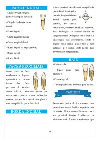 18
FACE LINGUAL:
- Linha cervical côncava
(concavidade para cervical);
- Cíngulo (inclinado para a
distal);
- Fossalingual;
- Crista marginal mesial;
- Crista marginal distal;
- Bossalingual no terço cervical;
- Borda mesial;
- Borda distal.
FACES PROXIMAIS:
Assim como as faces
vestibulares e linguais
apresentam a mesma
forma das faces
proximais do incisivo
central inferior, destaca-se apenas por
serem mais convexas e com inclinações
maiores, sendo a face mesial mais plana e
mais comprida do que a face distal.
BORDA INCISAL:
A face proximal mesial é mais comprida do
que a distal. Isso implica
que ainclinação daborda
incisal ocorre para
cervical, no sentido
mésio-distal, como nos incisivos superiores.
Essa inclinação se acentua devido ao
desgastenatural. Os ângulos mésio-incisal e
disto-incisai são assimétricos, sendo o
ângulo mésio-incisal quase reto e bem
definido, e o ângulo disto-incisai mais
arredondado e lingualizado.
RAIZ
- Unirradicular;
- Sulco distal mais
profundo;
- Forame apical;
- Terço apical daraiz inclinado para a distal.
Possuímos quatro dentes caninos, dois
presentes na arcada dentária superior e dois
na inferior. Eles possuema forma de cone e
sua principal função é dilacerar os
alimentos mais fibrosos e resistentes, que
CANINOS
 