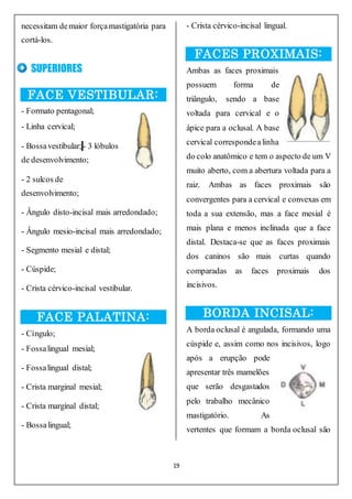 19
necessitam demaior forçamastigatória para
cortá-los.
SUPERIORES
FACE VESTIBULAR:
- Formato pentagonal;
- Linha cervical;
- Bossavestibular; - 3 lóbulos
de desenvolvimento;
- 2 sulcos de
desenvolvimento;
- Ângulo disto-incisal mais arredondado;
- Ângulo mesio-incisal mais arredondado;
- Segmento mesial e distal;
- Cúspide;
- Crista cérvico-incisal vestibular.
..
FACE PALATINA:
- Cíngulo;
- Fossalingual mesial;
- Fossalingual distal;
- Crista marginal mesial;
- Crista marginal distal;
- Bossalingual;
- Crista cérvico-incisal lingual.
FACES PROXIMAIS:
Ambas as faces proximais
possuem forma de
triângulo, sendo a base
voltada para cervical e o
ápice para a oclusal. A base
cervical correspondealinha
do colo anatômico e tem o aspecto de um V
muito aberto, com a abertura voltada para a
raiz. Ambas as faces proximais são
convergentes para a cervical e convexas em
toda a sua extensão, mas a face mesial é
mais plana e menos inclinada que a face
distal. Destaca-se que as faces proximais
dos caninos são mais curtas quando
comparadas as faces proximais dos
incisivos.
BORDA INCISAL:
A borda oclusal é angulada, formando uma
cúspide e, assim como nos incisivos, logo
após a erupção pode
apresentar três mamelões
que serão desgastados
pelo trabalho mecânico
mastigatório. As
vertentes que formam a borda oclusal são
 