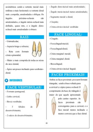 20
assimétricas sendo a vertente mesial mais
retilínea e mais horizontal e a vertente distal
mais comprida, arredondada e oblíqua. Os
ângulos próximo-oclusais são
arredondados, o ângulo mésio-oclusal mais
definido, quase reto, e o ângulo disto-
oclusal mais arredondado e obtuso.
RAIZ:
- Unirradicular;
- Aspecto longo e robusto;
- Reta com formato
cônico-piramidal;
- Maior e mais comprida de todas as raízes
do arco dental;
- Ápice um pouco inclinado para vestibular-
distal.
INFERIORES
FACE VESTIBULAR:
- Formato pentagonal;
- Linha cervical;
- Bossa vestibular;
- 3 lóbulos de
desenvolvimento;
- 2 sulcos de desenvolvimento;
- Ângulo disto-incisal mais arredondado;
- Ângulo mesio-incisal menos arredondado;
- Segmento mesial e distal;
- Cúspide;
- Crista cérvico-incisal vestibular.
FACE LINGUAL:
- Cíngulo;
- Fossalingual-mesial;
- Fossalingual-distal;
- Crista marginal mesial;
- Crista marginal distal;
- Bossalingual;
- Crista cérvico-incisal lingual;
FACES PROXIMAIS:
Ambas as faces proximais possuemformato
triangular, sendo abasevoltada para
a cervical e o ápice para a oclusal. O
comprimento da base do triângulo é
maior do que aquele apresentado
pelo canino superior. As
faces proximais são
convergentes para a cervical, e a
face mesial menos inclinada e
menos convexa que a face distal.
 
