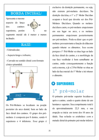 21
BORDA INCISAL:
Apresenta o mesmo
aspecto de lança
dos caninos
superiores, porém no
segmento mesial ele é menor e menos
inclinado.
RAIZ:
- Unirradicular;
- Aspecto longo e robusto;
- Curvado no sentido distal com formato
cônico-piramidal;
Os Pré-Molares se localizam na porção
posterior do arco dental, bem ao lado da
face distal dos caninos. O grupo dos pré-
molares é composto por 8 dentes, sendo 4
superiores e 4 inferiores. Esse grupo é
exclusivo da dentição permanente, ou seja,
não existem pré-molares decíduos. Na
dentição decídua, o 1° e 2° Molar Decíduo
ocupam o local que deveria ser dos Pré-
Molares Decíduos. Quando os molares
decíduos caem, os pré-molares erupcionam
em seu lugar no arco, e os molares
permanentes erupcionam posteriormente
aos pré-molares. Pode-se dizer que os pré-
molares possuemtanto a função de dilacerar
quando triturar os alimentos. Isso ocorre
porqueo 1° Pré-Molar se situa logo ao lado
da face distal do canino, e a morfologia da
sua face vestibular é bem semelhante ao
canino, então consequentemente a função
será a mesma, e já o 2 Pré-Molar se situa ao
lado da facemesial do 1° Molar e irá triturar
o alimento.
SUPERIORES
1° pré-molar
O primeiro pré-molar superior localiza-se
após o canino, sendo o quarto dente de um
hemiarco superior. Seu comprimento total é
de aproximadamente 22,5 mm, e sua
erupção se inicia em torno dos 10 anos de
idade. Sua oclusão se estabelece com a
metade distal do primeiro pré-molar inferior
PRÉ -
MOLARES
PRÉ -
MOLARES
 
