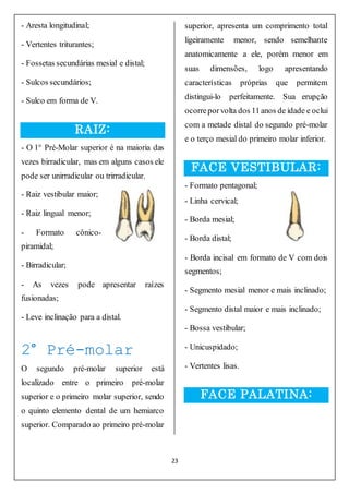 23
- Aresta longitudinal;
- Vertentes triturantes;
- Fossetas secundárias mesial e distal;
- Sulcos secundários;
- Sulco em forma de V.
RAIZ:
- O 1° Pré-Molar superior é na maioria das
vezes birradicular, mas em alguns casos ele
pode ser unirradicular ou trirradicular.
- Raiz vestibular maior;
- Raiz lingual menor;
- Formato cônico-
piramidal;
- Birradicular;
- As vezes pode apresentar raízes
fusionadas;
- Leve inclinação para a distal.
2° Pré-molar
O segundo pré-molar superior está
localizado entre o primeiro pré-molar
superior e o primeiro molar superior, sendo
o quinto elemento dental de um hemiarco
superior. Comparado ao primeiro pré-molar
superior, apresenta um comprimento total
ligeiramente menor, sendo semelhante
anatomicamente a ele, porém menor em
suas dimensões, logo apresentando
características próprias que permitem
distingui-lo perfeitamente. Sua erupção
ocorreporvolta dos 11anos de idade e oclui
com a metade distal do segundo pré-molar
e o terço mesial do primeiro molar inferior.
FACE VESTIBULAR:
- Formato pentagonal;
- Linha cervical;
- Borda mesial;
- Borda distal;
- Borda incisal em formato de V com dois
segmentos;
- Segmento mesial menor e mais inclinado;
- Segmento distal maior e mais inclinado;
- Bossa vestibular;
- Unicuspidado;
- Vertentes lisas.
FACE PALATINA:
 