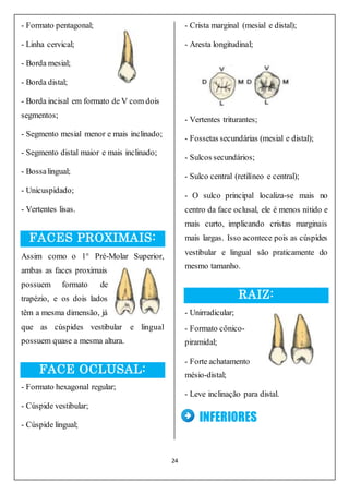 24
- Formato pentagonal;
- Linha cervical;
- Borda mesial;
- Borda distal;
- Borda incisal em formato de V com dois
segmentos;
- Segmento mesial menor e mais inclinado;
- Segmento distal maior e mais inclinado;
- Bossalingual;
- Unicuspidado;
- Vertentes lisas.
FACES PROXIMAIS:
Assim como o 1° Pré-Molar Superior,
ambas as faces proximais
possuem formato de
trapézio, e os dois lados
têm a mesma dimensão, já
que as cúspides vestibular e lingual
possuem quase a mesma altura.
FACE OCLUSAL:
- Formato hexagonal regular;
- Cúspide vestibular;
- Cúspide lingual;
- Crista marginal (mesial e distal);
- Aresta longitudinal;
- Vertentes triturantes;
- Fossetas secundárias (mesial e distal);
- Sulcos secundários;
- Sulco central (retilíneo e central);
- O sulco principal localiza-se mais no
centro da face oclusal, ele é menos nítido e
mais curto, implicando cristas marginais
mais largas. Isso acontece pois as cúspides
vestibular e lingual são praticamente do
mesmo tamanho.
RAIZ:
- Unirradicular;
- Formato cônico-
piramidal;
- Forte achatamento
mésio-distal;
- Leve inclinação para distal.
INFERIORES
 