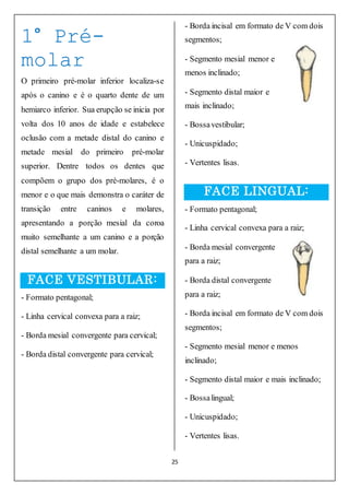 25
1° Pré-
molar
O primeiro pré-molar inferior localiza-se
após o canino e é o quarto dente de um
hemiarco inferior. Sua erupção se inicia por
volta dos 10 anos de idade e estabelece
oclusão com a metade distal do canino e
metade mesial do primeiro pré-molar
superior. Dentre todos os dentes que
compõem o grupo dos pré-molares, é o
menor e o que mais demonstra o caráter de
transição entre caninos e molares,
apresentando a porção mesial da coroa
muito semelhante a um canino e a porção
distal semelhante a um molar.
FACE VESTIBULAR:
- Formato pentagonal;
- Linha cervical convexa para a raiz;
- Borda mesial convergente para cervical;
- Borda distal convergente para cervical;
- Borda incisal em formato de V com dois
segmentos;
- Segmento mesial menor e
menos inclinado;
- Segmento distal maior e
mais inclinado;
- Bossavestibular;
- Unicuspidado;
- Vertentes lisas.
FACE LINGUAL:
- Formato pentagonal;
- Linha cervical convexa para a raiz;
- Borda mesial convergente
para a raiz;
- Borda distal convergente
para a raiz;
- Borda incisal em formato de V com dois
segmentos;
- Segmento mesial menor e menos
inclinado;
- Segmento distal maior e mais inclinado;
- Bossalingual;
- Unicuspidado;
- Vertentes lisas.
 