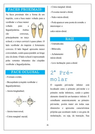 26
FACES PROXIMAIS:
As faces proximais têm a forma de um
trapézio, com a base maior voltada para a
vestibular e a base menor
voltada para a
lingual/palatina. Ambas
são convexas,
principalmente no terço
oclusal, e o terço cervical é quase plano. O
lado vestibular do trapézio é fortemente
convexo. O lado lingual apresenta menor
convexidade, sendo quaseparalelo ao longo
eixo do dente. O lado oclusal é representado
pelas vertentes triturantes das cúspides
vestibular e lingual/palatina.
FACE OCLUSAL
- Formato ovóide;
- Bicuspidado (cúspide vestibular e
lingual/palatina);
- Aresta longitudinal;
- Aresta transversal;
- Crista marginal mesial;
- Crista marginal distal;
- Fossetas mesial e distal;
- Sulco mésio-distal;
- Podeaparecer uma ponte de esmalte e
interromper o
sulco mésio-distal.
RAIZ
- Unirradicular;
- Bifurcada;
- Achatamento
mésio-distal;
- Leve inclinação para a distal.
2° Pré-
molar
O segundo pré-molar inferior está
localizado entre o primeiro pré-molar e o
primeiro molar inferiores, sendo o quinto
elemento dental de um hemiarco inferior. É
semelhante anatomicamente ao primeiro
pré-molar, porém maior em todas suas
dimensões e apresenta características
próprias que acentuam muito o seu grau de
molarização, ou seja, de transição. Sua
 