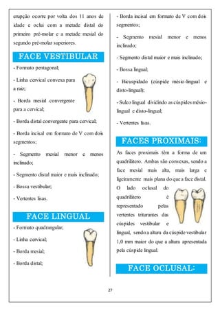 27
erupção ocorre por volta dos 11 anos de
idade e oclui com a metade distal do
primeiro pré-molar e a metade mesial do
segundo pré-molar superiores.
FACE VESTIBULAR
- Formato pentagonal;
- Linha cervical convexa para
a raiz;
- Borda mesial convergente
para a cervical;
- Borda distal convergente para cervical;
- Borda incisal em formato de V com dois
segmentos;
- Segmento mesial menor e menos
inclinado;
- Segmento distal maior e mais inclinado;
- Bossa vestibular;
- Vertentes lisas.
FACE LINGUAL
- Formato quadrangular;
- Linha cervical;
- Borda mesial;
- Borda distal;
- Borda incisal em formato de V com dois
segmentos;
- Segmento mesial menor e menos
inclinado;
- Segmento distal maior e mais inclinado;
- Bossa lingual;
- Bicuspidado (cúspide mésio-lingual e
disto-lingual);
- Sulco lingual dividindo as cúspides mésio-
lingual e disto-lingual;
- Vertentes lisas.
FACES PROXIMAIS:
As faces proximais têm a forma de um
quadrilátero. Ambas são convexas, sendo a
face mesial mais alta, mais larga e
ligeiramente mais plana do quea face distal.
O lado oclusal do
quadrilátero é
representado pelas
vertentes triturantes das
cúspides vestibular e
lingual, sendo a altura da cúspide vestibular
1,0 mm maior do que a altura apresentada
pela cúspide lingual.
FACE OCLUSAL:
 