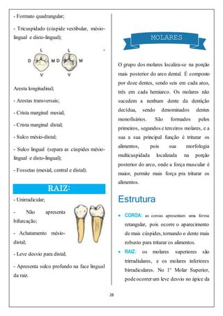 28
- Formato quadrangular;
- Tricuspidado (cúspide vestibular, mésio-
lingual e disto-lingual);
-
Aresta longitudinal;
- Arestas transversais;
- Crista marginal mesial;
- Crista marginal distal;
- Sulco mésio-distal;
- Sulco lingual (separa as cúspides mésio-
lingual e disto-lingual);
- Fossetas (mesial, central e distal).
RAIZ:
- Unirradicular;
- Não apresenta
bifurcação;
- Achatamento mésio-
distal;
- Leve desvio para distal;
- Apresenta sulco profundo na face lingual
da raiz.
O grupo dos molares localiza-se na porção
mais posterior do arco dental. É composto
por doze dentes, sendo seis em cada arco,
três em cada hemiarco. Os molares não
sucedem a nenhum dente da dentição
decídua, sendo denominados dentes
monofisários. São formados pelos
primeiros, segundos e terceiros molares, e a
sua a sua principal função é triturar os
alimentos, pois sua morfologia
multicuspidada localizada na porção
posterior do arco, onde a força muscular é
maior, permite mais força pra triturar os
alimentos.
Estrutura
 COROA: as coroas apresentam uma forma
retangular, pois ocorre o aparecimento
de mais cúspides, tornando o dente mais
robusto para triturar os alimentos.
 RAIZ: os molares superiores são
trirradiulares, e os molares inferiores
birradiculares. No 1° Molar Superior,
podeocorrerum leve desvio no ápice da
MOLARES
 