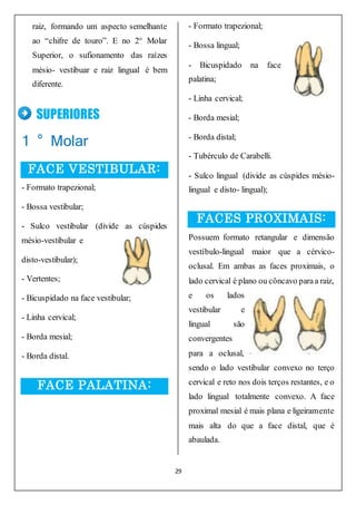 29
raiz, formando um aspecto semelhante
ao “chifre de touro”. E no 2° Molar
Superior, o sufionamento das raízes
mésio- vestibuar e raiz lingual é bem
diferente.
SUPERIORES
1 ° Molar
FACE VESTIBULAR:
- Formato trapezional;
- Bossa vestibular;
- Sulco vestibular (divide as cúspides
mésio-vestibular e
disto-vestibular);
- Vertentes;
- Bicuspidado na face vestibular;
- Linha cervical;
- Borda mesial;
- Borda distal.
FACE PALATINA:
- Formato trapezional;
- Bossa lingual;
- Bicuspidado na face
palatina;
- Linha cervical;
- Borda mesial;
- Borda distal;
- Tubérculo de Carabelli.
- Sulco lingual (divide as cúspides mésio-
lingual e disto- lingual);
FACES PROXIMAIS:
Possuem formato retangular e dimensão
vestíbulo-lingual maior que a cérvico-
oclusal. Em ambas as faces proximais, o
lado cervical é plano ou côncavo para a raiz,
e os lados
vestibular e
lingual são
convergentes
para a oclusal,
sendo o lado vestibular convexo no terço
cervical e reto nos dois terços restantes, e o
lado lingual totalmente convexo. A face
proximal mesial é mais plana e ligeiramente
mais alta do que a face distal, que é
abaulada.
 