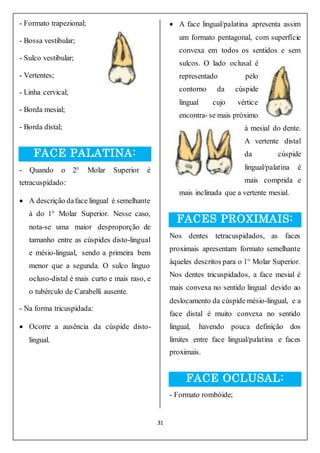 31
- Formato trapezional;
- Bossa vestibular;
- Sulco vestibular;
- Vertentes;
- Linha cervical;
- Borda mesial;
- Borda distal;
FACE PALATINA:
- Quando o 2° Molar Superior é
tetracuspidado:
 A descrição daface lingual é semelhante
à do 1° Molar Superior. Nesse caso,
nota-se uma maior desproporção de
tamanho entre as cúspides disto-lingual
e mésio-lingual, sendo a primeira bem
menor que a segunda. O sulco linguo
ocluso-distal é mais curto e mais raso, e
o tubérculo de Carabelli ausente.
- Na forma tricuspidada:
 Ocorre a ausência da cúspide disto-
lingual.
 A face lingual/palatina apresenta assim
um formato pentagonal, com superfície
convexa em todos os sentidos e sem
sulcos. O lado oclusal é
representado pelo
contorno da cúspide
lingual cujo vértice
encontra- se mais próximo
à mesial do dente.
A vertente distal
da cúspide
lingual/palatina é
mais comprida e
mais inclinada que a vertente mesial.
FACES PROXIMAIS:
Nos dentes tetracuspidados, as faces
proximais apresentam formato semelhante
àqueles descritos para o 1° Molar Superior.
Nos dentes tricuspidados, a face mesial é
mais convexa no sentido lingual devido ao
deslocamento da cúspide mésio-lingual, e a
face distal é muito convexa no sentido
lingual, havendo pouca definição dos
limites entre face lingual/palatina e faces
proximais.
FACE OCLUSAL:
- Formato rombóide;
 
