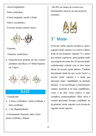 32
- Aresta longitudinal;
- Sulcos principais;
- Cristas marginais mesial e distal;
- Sulcos secundários;
- Fossetas mesial, central e distal;
- Vertentes.
- Variações Anatômicas:
 Características próprias da face oclusal
permitem classificar o 2° Molar Superior
em 3 tipos:
RAIZ:
- Trirradicular:
 2 raízes vestibulares: mésio-vestibular e
disto-vestibular;
 1 raiz lingual/palatina;
- Fusionamento frequente entre: raízes
mésio-vestibular e lingual;
- Há 50% de chance de ocorrer esse
fusionamento (através de uma ponte de
cemento).
3° Molar
O terceiro molar superior localiza-se após o
segundo molar superior e é o oitavo e último
dente de um hemiarco superior. É o menor
dos molares superiores, apresentando tendo
sua erupção em torno dos 18 anos de idade,
estabelecendo oclusão com os dois terços
distais do terceiro molar inferior. Também
denominado dente do siso, ou do "juízo", o
terceiro molar superior é o dente que
apresenta maior variabilidade na dentição
humana. A sua morfologia é extremamente
variada, podendo ir da mais simplificada,
como a de dois cones unidos, à mais
complexa, pentacuspidada. Além disso é
comum apresentar formato semelhante ao
do primeiro molar superior ou às formas do
segundo molar superior.
 