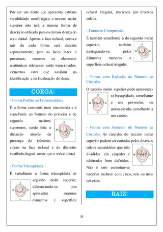 33
Por ser um dente que apresenta extrema
variabilidade morfológica, o terceiro molar
superior não terá a mesma forma de
descrição utilizada para os demais dentes do
arco dental. Apenas a face oclusal, coroa e
raiz de cada forma será descrita
separadamente; para as faces livres e
proximais, somente os elementos
anatômicos relevantes serão mencionados,
elementos estes que auxiliam na
identificação e na localização do dente.
COROA:
- Forma Padrão ou Tetracuspidada
É a forma coronária mais encontrada e é
semelhante ao formato do primeiro e do
segundo molares
superiores, sendo feita a
distinção através da
presença de inúmeros
sulcos na face oclusal e do diâmetro
vestíbulo-lingual maior que o mésio-distal.
- Forma Tricuspidada
É semelhante à forma tricuspidada do
segundo molar superior,
diferenciando-se por
apresentar menores
diâmetros e superfície
oclusal irregular, ma·rcada por diversos
sulcos.
- Forma de Compressão
É também semelhante à do segundo molar
superior, também
distinguindo-se pelos
diâmetros menores e
superfície oclusal irregular.
- Forma com Redução do Número de
Cúspides
O terceiro molar superior pode apresentar-
se bicuspidado, semelhante
a um pré-molar, ou
unicuspidado, semelhante a
um canino.
- Forma com Aumento do Número de
Cúspides As cúspides do terceiro molar
superior podem ser cortadas pelos diversos
sulcos secundários que irão
dividi-las em cúspides e
tubérculos bem definidos.
Não é raro encontrar-se
terceiros molares com cinco, seis ou mais
cúspides.
RAIZ:
 