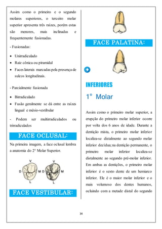 34
Assim como o primeiro e o segundo
molares superiores, o terceiro molar
superior apresenta três raízes, porém estas
são menores, mais inclinadas e
frequentemente fusionadas.
- Fusionadas:
 Unirradiculado
 Raiz cônica ou piramidal
 Faces laterais marcadas pela presença de
sulcos longitudinais.
- Parcialmente fusionada
 Birradiculado
 Fusão geralmente se dá entre as raízes
lingual e mésio-vestibular
- Podem ser multirradiculados ou
trirradiculados
FACE OCLUSAL:
Na primeira imagem, a face oclusal lembra
a anatomia do 2° Molar Superior.
FACE VESTIBULAR:
FACE PALATINA:
INFERIORES
1° Molar
Assim como o primeiro molar superior, a
erupção do primeiro molar inferior ocorre
por volta dos 6 anos de idade. Durante a
dentição mista, o primeiro molar inferior
localiza-se distalmente ao segundo molar
inferior decídua;na dentição permanente, o
primeiro molar inferior localiza-se
distalmente ao segundo pré-molar inferior.
Em ambas as dentições, o primeiro molar
inferior é o sexto dente de um hemiarco
inferior. Ele é o maior molar inferior e o
mais volumoso dos dentes humanos,
ocluindo com a metade distal do segundo
 
