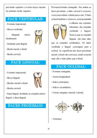 35
pré-molar superior e os dois terços mesiais
do primeiro molar superior.
FACE VESTIBULAR:
- Formato trapezional;
- Bossa vestibular;
- Alargada mésio-
distalmente;
- Inclinada para lingual;
- Borda mesial e distal;
- Borda cervical.
FACE LINGUAL:
- Formato trapezional;
- Bossa lingual;
- Bordas mesial e distal;
- Borda cervical.
- Sulco lingual dividindo as cúspides mésio-
lingual e disto-lingual;
FACES PROXIMAIS:
Possuem formato retangular. Em ambas as
faces proximais, o lado cervical é convexo,
comconcavidade voltada para a raiz. O lado
oclusal também é côncavo, correspondendo
à silhueta das vertentes
triturantes das cúspides
vestibular e lingual.
Nota-se que as cúspides
linguais são mais altas
que as cúspides vestibulares. Os lados
vestibular e lingual convergem para a
oclusal. As superfícies das faces proximais
mesial e distal são convexas, sendo a mesial
mais alta e mais plana que a distal.
FACE OCLUSAL:
- Formato retangular;
- Aresta longitudinal;
- Sulcos principais;
- Sulcos secundários;
- Cristas marginas (mesial e distal);
- Vertentes;
 