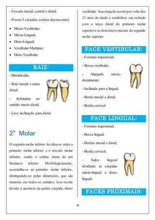 36
- Fosseta mesial, central e distal;
- Possui 5 cúspides (ordem decrescente):
 Mésio-Vestibular;
 Mésio-Lingual;
 Disto-Lingual;
 Vestibular-Mediana;
 Disto-Vestibular.
RAIZ:
- Birradicular;
- Raiz mesial e outra
distal;
- Achatadas no
sentido mesio-distal;
- Leve inclinação para distal.
2° Molar
O segundo molar inferior localiza-se entre o
primeiro molar inferior e o terceiro molar
inferior, sendo o sétimo dente de um
hemiarco inferior. Morfologicamente,
assemelha-se ao primeiro molar inferior,
distinguindo-se pelas dimensões, que são
menores em todos os sentidos. Isso ocorre
devido à ausência da quinta cúspide, disto-
vestibular. Sua erupção ocorreporvolta dos
12 anos de idade e estabelece sua oclusão
com o terço distal do primeiro molar
superior e os dois terços mesiais do segundo
molar superior.
FACE VESTIBULAR:
- Formato trapezional;
- Bossa vestibular;
- Alargada mésio-
distalmente;
- Inclinada para a lingual;
- Borda mesial e distal;
- Borda cervical.
FACE LINGUAL:
- Formato trapezional;
- Bossa lingual;
- Bordas mesial e distal;
- Borda cervical;
- Sulco lingual
dividindo as cúspides
mésio-lingual e disto-
lingual;
FACES PROXIMAIS:
 