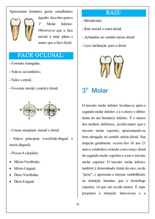 37
Apresentam formatos gerais semelhantes
àqueles descritos para o
1° Molar Inferior.
Observa-se que a face
mesial é mais plana e
maior que a face distal.
FACE OCLUSAL:
- Formato retangular;
- Sulcos secundários;
- Sulco central;
- Fossetas mesial, central e distal;
- Cristas marginais mesial e distal;
- Sulcos principais (vestíbulo-lingual e
mesio-lingual);
- Possui 4 cúspides:
 Mésio-Vestibular;
 Mésio-Lingual;
 Disto-Vestibular;
 Disto-Lingual.
RAIZ:
- Birradicular;
- Raiz mesial e outra distal;
- Achatadas no sentido mésio-distal:
- Leve inclinação para a distal.
3° Molar
O terceiro molar inferior localiza-se após o
segundo molar inferior e é o oitavo e último
dente de um hemiarco inferior. É o menor
dos molares inferiores, porém maior que o
terceiro molar superior, apresentando-se
bem alongado no sentido mésio-distal. Sua
erupção geralmente ocorre dos 16 aos 21
anos e estabelece oclusão com o terço distal
do segundo molar superior e com o terceiro
molar superior. O terceiro molar inferior
também é denominado dente do siso, ou do
"juízo", e apresenta a mesma variabilidade
na dentição humana que o homólogo
superior, só que em escala menor. É mais
propenso à retenção intra-óssea e a
 