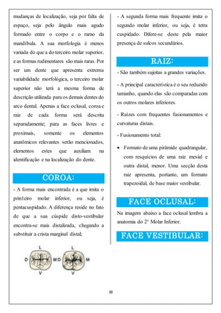38
mudanças de localização, seja por falta de
espaço, seja pelo ângulo mais agudo
formado entre o corpo e o ramo da
mandíbula. A sua morfologia é menos
variada do que a do terceiro molar superior,
e as formas rudimentares são mais raras. Por
ser um dente que apresenta extrema
variabilidade morfológica, o terceiro molar
superior não terá a mesma forma de
descrição utilizada para os demais dentes do
arco dental. Apenas a face oclusal, coroa e
raiz de cada forma será descrita
separadamente; para as faces livres e
proximais, somente os elementos
anatômicos relevantes serão mencionados,
elementos estes que auxiliam na
identificação e na localização do dente.
COROA:
- A forma mais encontrada é a que imita o
prin1eiro molar inferior, ou seja, é
pentacuspidado. A diferença reside no fato
de que a sua cúspide disto-vestibular
encontra-se mais distalizada, chegando a
substituir a crista marginal distal;
- A segunda forma mais frequente imita o
segundo molar inferior, ou seja, é tetra
cuspidado. Difere-se deste pela maior
presença de sulcos secundários.
RAIZ:
- São também sujeitas a grandes variações.
- A principal característica é o seu reduzido
tamanho, quando elas são comparadas com
os outros molares inferiores.
- Raízes com frequentes fusionamentos e
curvaturas distais.
- Fusionamento total:
 Formato de uma pirâmide quadrangular,
com resquícios de uma raiz mesial e
outra distal, menor. Uma secção desta
raiz apresenta, portanto, um formato
trapezoidal, de base maior vestibular.
FACE OCLUSAL:
Na imagem abaixo a face oclusal lembra a
anatomia do 2° Molar Inferior.
FACE VESTIBULAR:
 