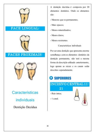 39
FACE LINGUAL:
FACES PROXIMAIS:
Características
individuais
Dentição Decídua
A dentição decídua é composta por 20
elementos dentários. Onde os elementos
são:
- Menores que os permanentes;
- Mais opacos;
- Menos mineralizados;
- Menos duros;
- Menos resistentes.
Caracteristicas individuais
Por ser uma dentição que apresenta enorme
semelhança com os elementos dentários da
dentição permanente, não terá a mesma
forma de descrição utilizada anteriormente,
logo apenas as raízes e os canais serão
descritos separadamente.
SUPERIORES
INCISIVO CENTRAL11-
21
- Raiz única;
- 1 canal.
 