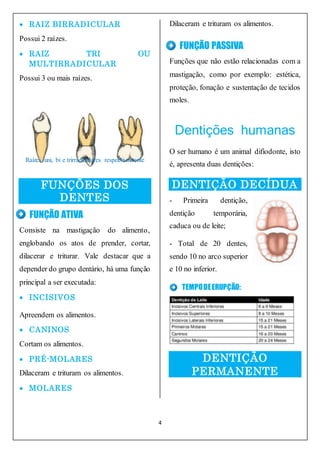 4
 RAIZ BIRRADICULAR
Possui 2 raízes.
 RAIZ TRI OU
MULTIRRADICULAR
Possui 3 ou mais raízes.
Raízes uni, bi e trirradiculares respectivamente
FUNÇÕES DOS
DENTES
FUNÇÃO ATIVA
Consiste na mastigação do alimento,
englobando os atos de prender, cortar,
dilacerar e triturar. Vale destacar que a
depender do grupo dentário, há uma função
principal a ser executada:
 INCISIVOS
Apreendem os alimentos.
 CANINOS
Cortam os alimentos.
 PRÉ-MOLARES
Dilaceram e trituram os alimentos.
 MOLARES
Dilaceram e trituram os alimentos.
FUNÇÃO PASSIVA
Funções que não estão relacionadas com a
mastigação, como por exemplo: estética,
proteção, fonação e sustentação de tecidos
moles.
Dentições humanas
O ser humano é um animal difiodonte, isto
é, apresenta duas dentições:
DENTIÇÃO DECÍDUA
- Primeira dentição,
dentição temporária,
caduca ou de leite;
- Total de 20 dentes,
sendo 10 no arco superior
e 10 no inferior.
TEMPODEERUPÇÃO:
DENTIÇÃO
PERMANENTE
 