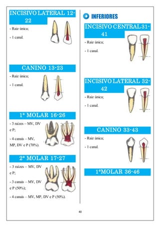 40
INCISIVO LATERAL 12-
22
- Raiz única;
- 1 canal.
CANINO 13-23
- Raiz única;
- 1 canal.
1° MOLAR 16-26
- 3 raízes – MV, DV
e P;
- 4 canais – MV,
MP, DV e P (70%).
2° MOLAR 17-27
- 3 raízes – MV, DV
e P;
- 3 canais – MV, DV
e P (50%);
- 4 canais – MV, MP, DV e P (50%).
INFERIORES
INCISIVO CENTRAL31-
41
- Raiz única;
- 1 canal.
INCISIVO LATERAL 32-
42
- Raiz única;
- 1 canal.
CANINO 33-43
- Raiz única;
- 1 canal.
1°MOLAR 36-46
 